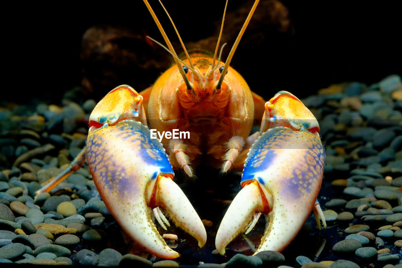 CLOSE-UP OF CRAB ON PEBBLES