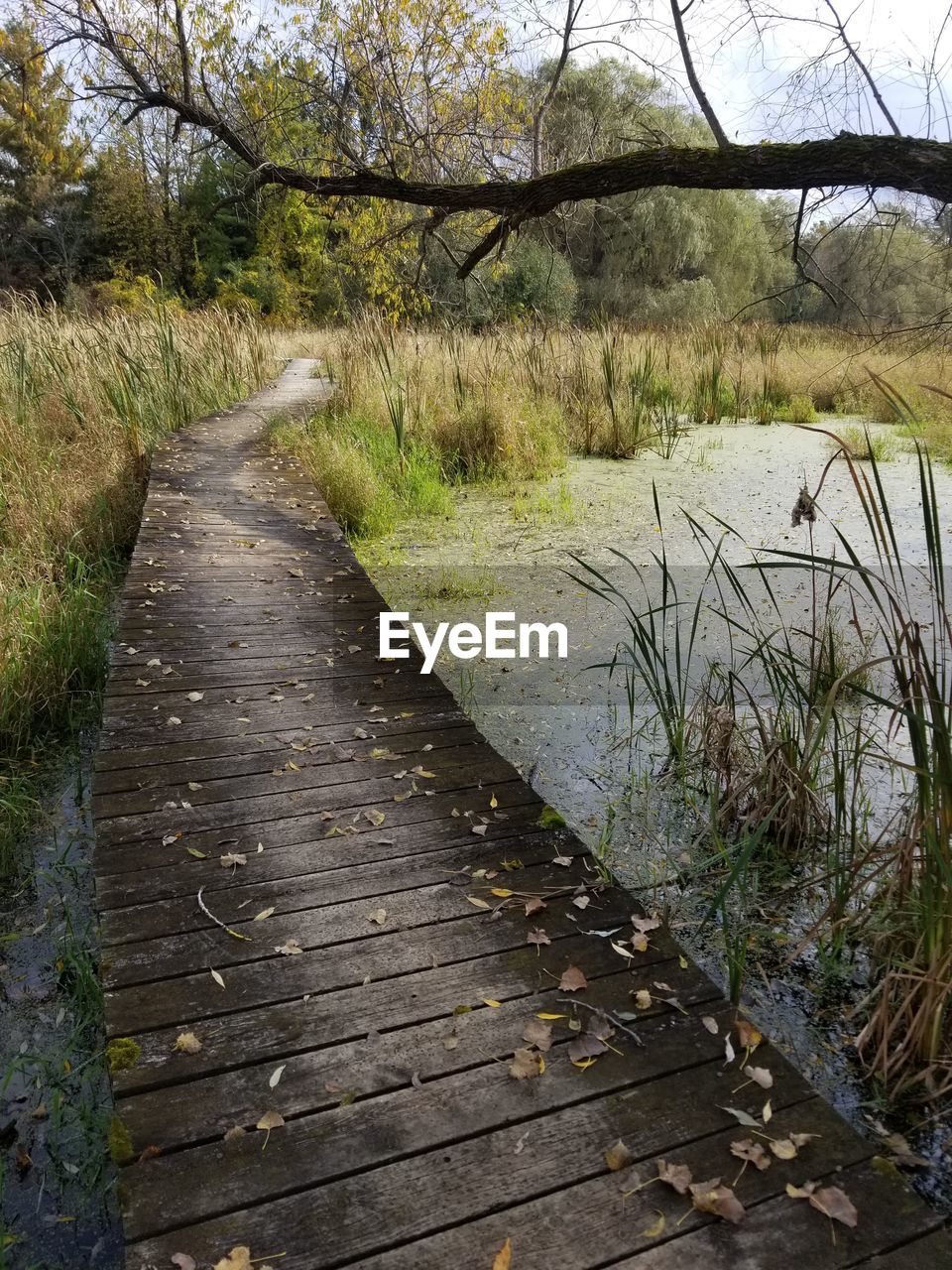 Boardwalk amidst trees in forest