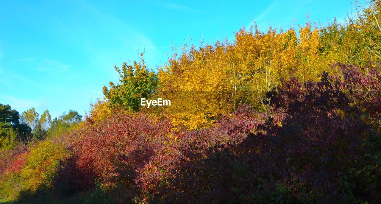 VIEW OF FLOWERING PLANTS AGAINST TREES