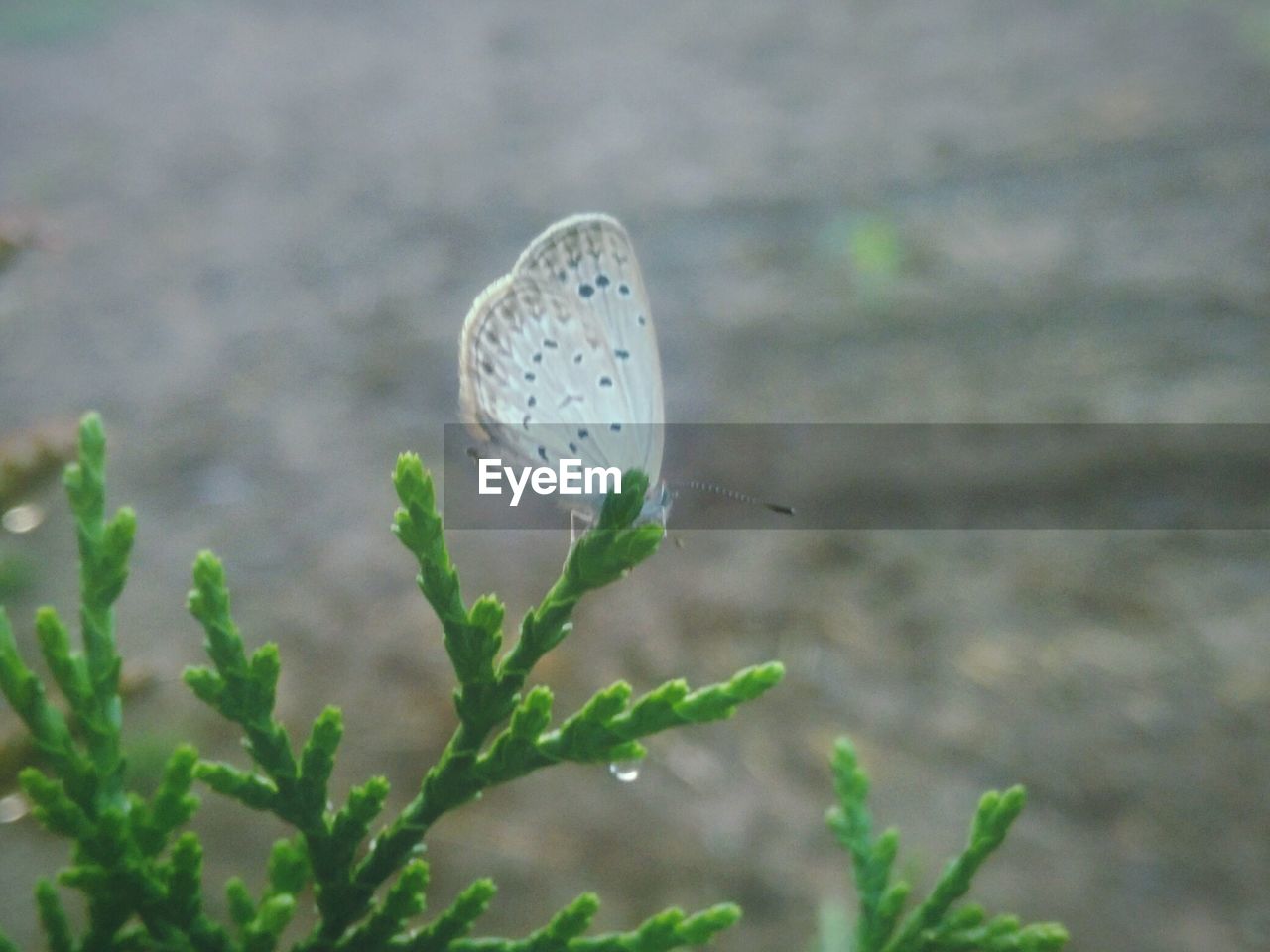 CLOSE-UP OF BUTTERFLY ON PLANT