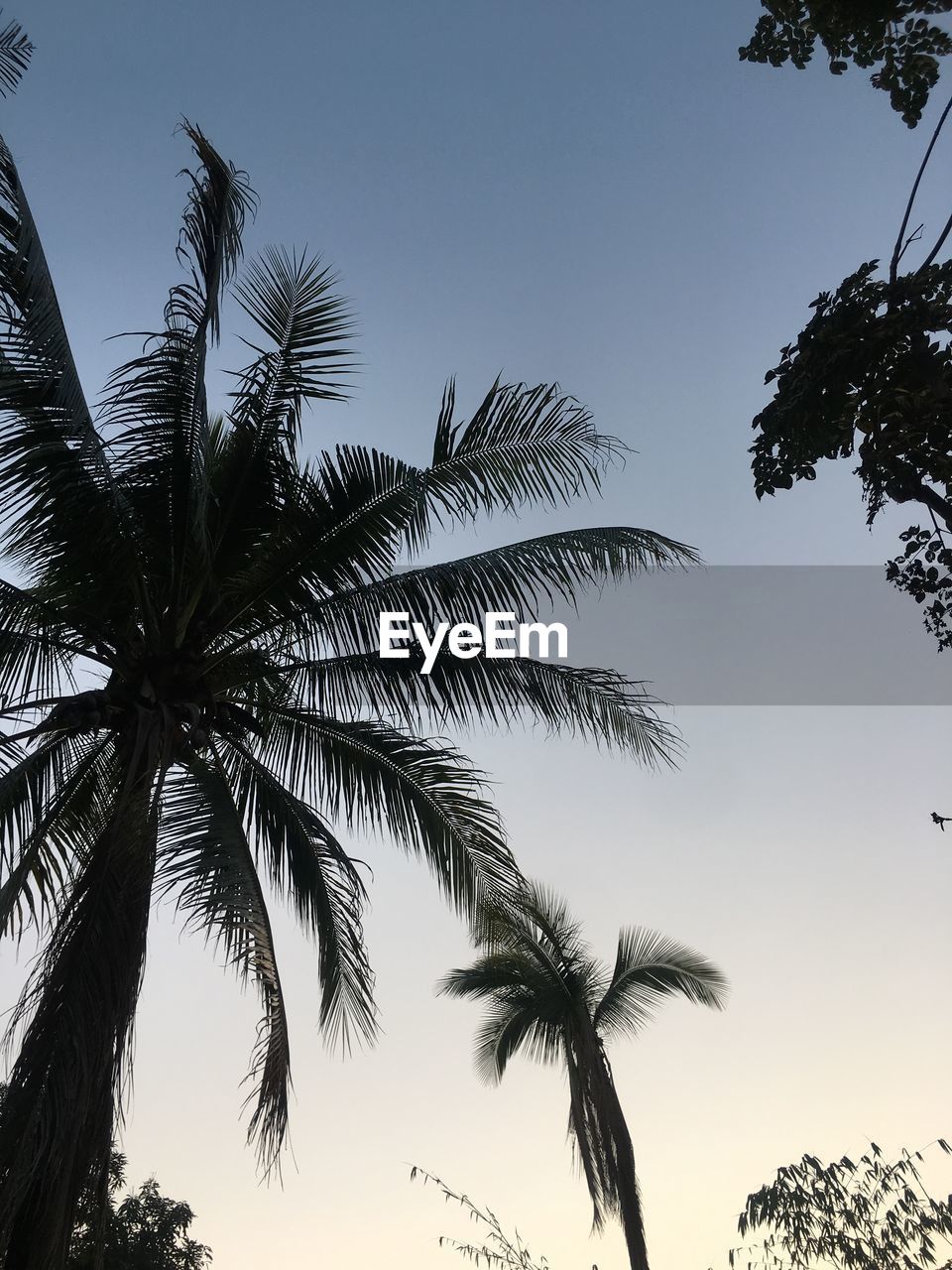 LOW ANGLE VIEW OF SILHOUETTE PALM TREE AGAINST SKY