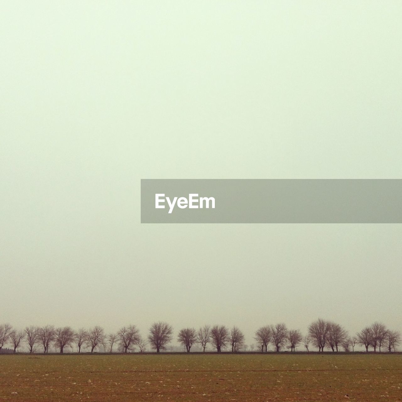Bare trees in field