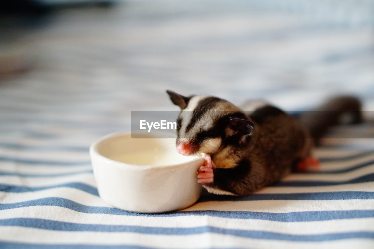 VIEW OF A CAT DRINKING WATER