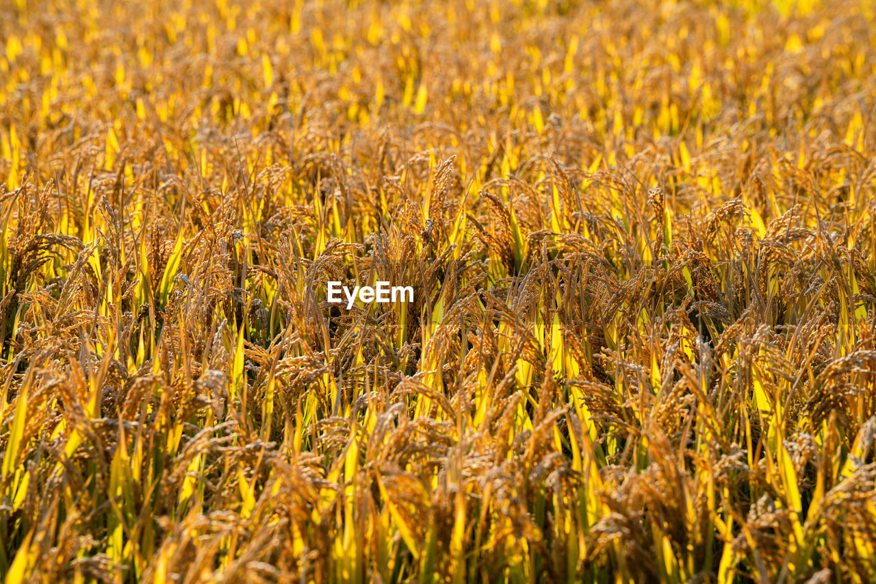 plant, agriculture, field, land, crop, landscape, rural scene, growth, cereal plant, farm, food, beauty in nature, nature, prairie, environment, no people, grass, yellow, tranquility, day, corn, wheat, outdoors, backgrounds, sunlight, food grain, scenics - nature, grassland, gold, food and drink, full frame, meadow, summer, abundance, barley, sky, tranquil scene