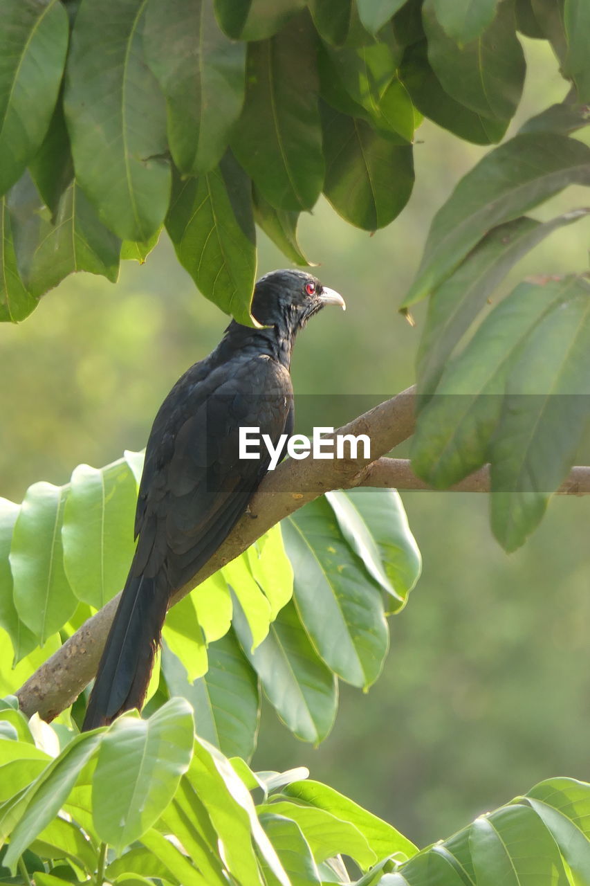 Bird perching on a branch