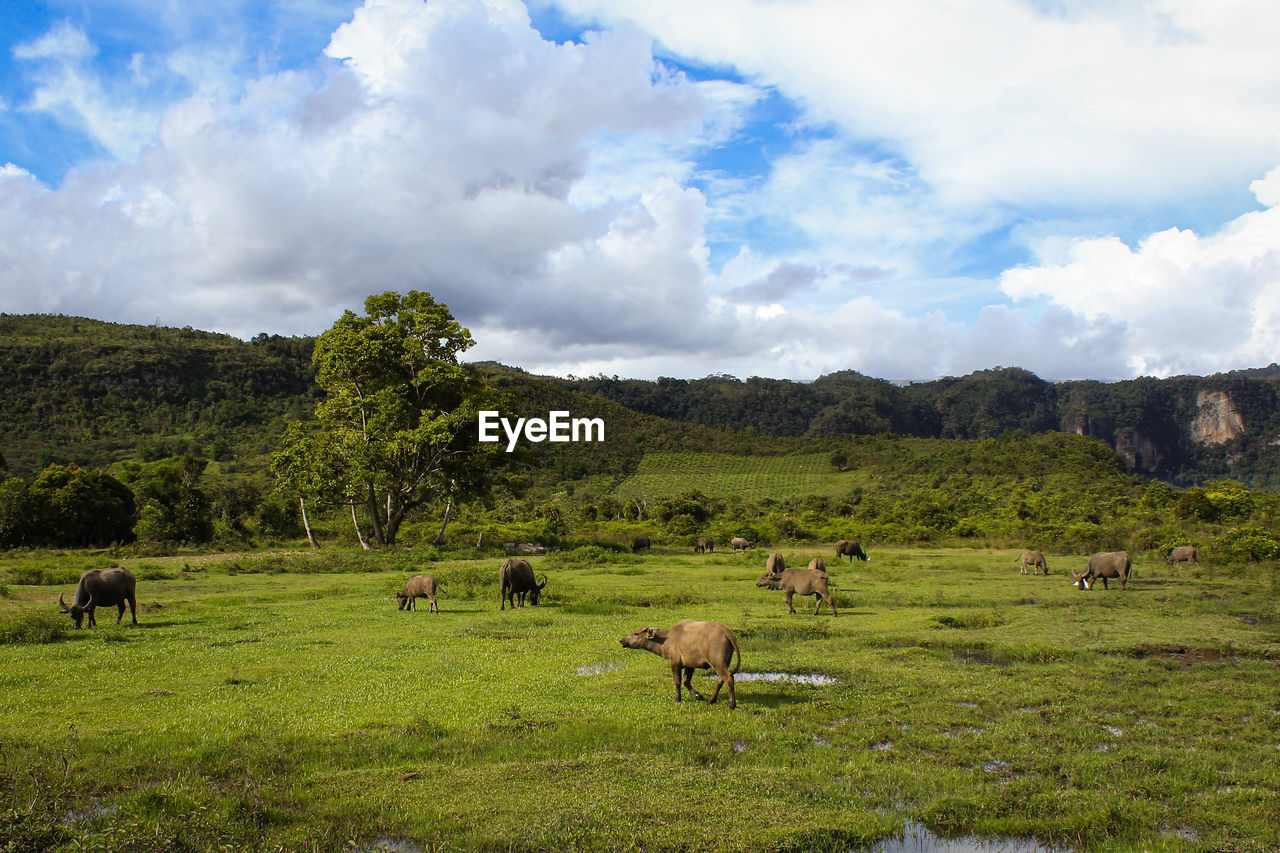 HORSES GRAZING IN FIELD