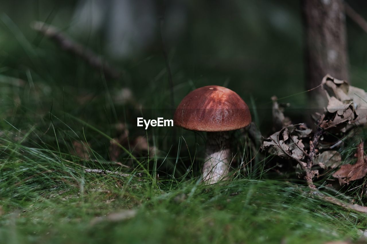 Close-up of mushroom outdoors