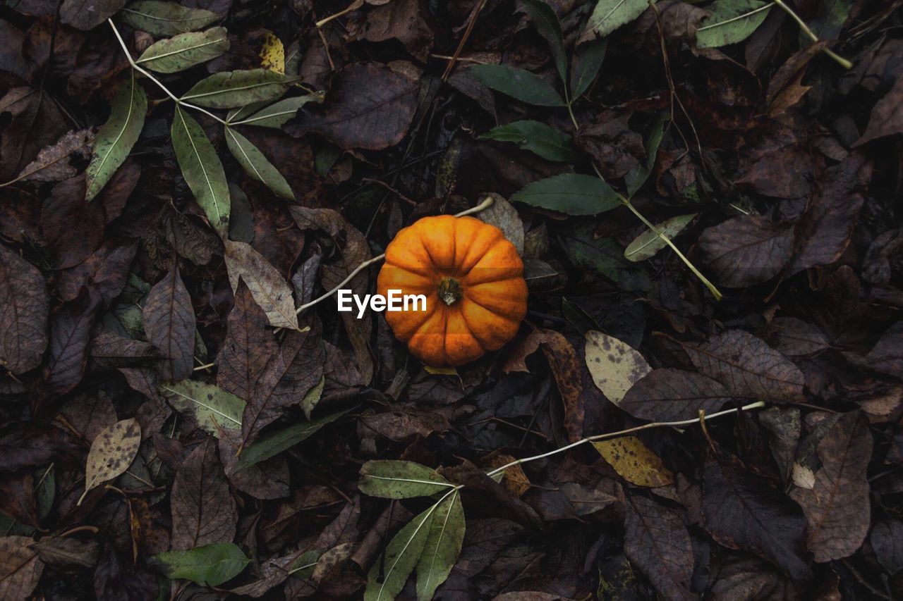 High angle view of pumpkin on autumn leaves