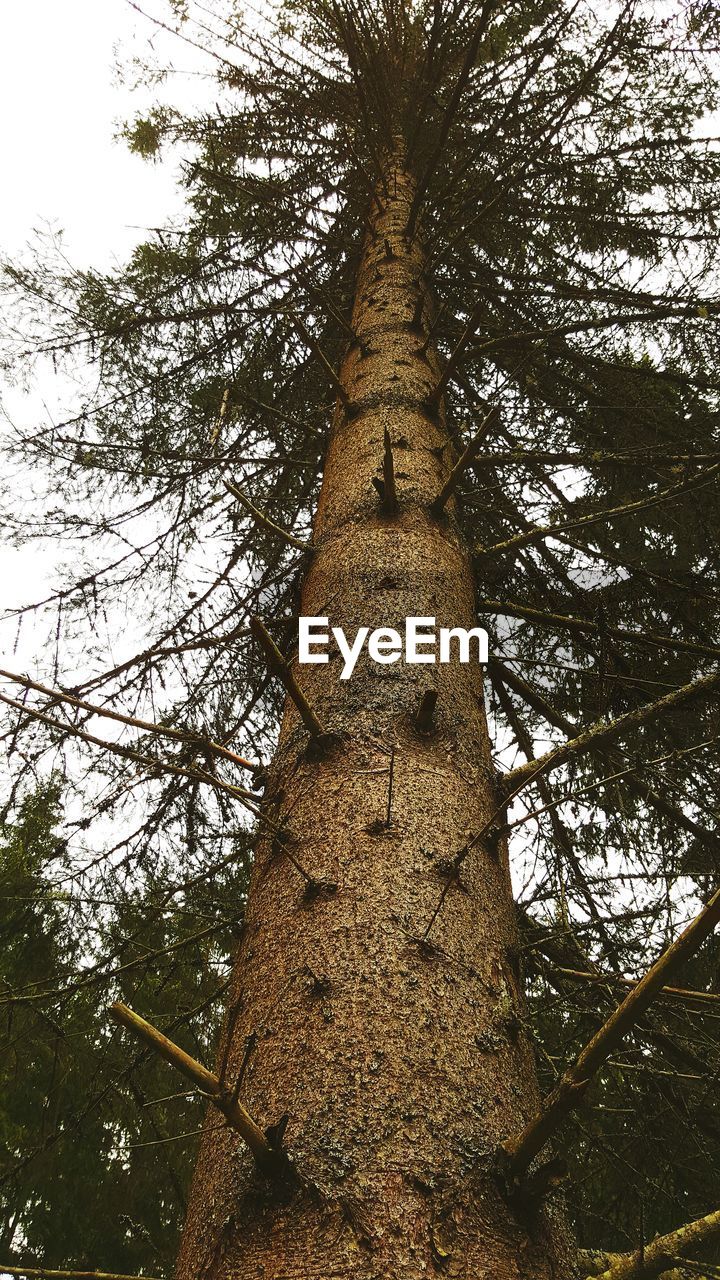 LOW ANGLE VIEW OF TREES AGAINST SKY