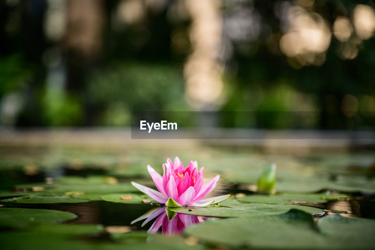 PINK WATER LILY IN LAKE