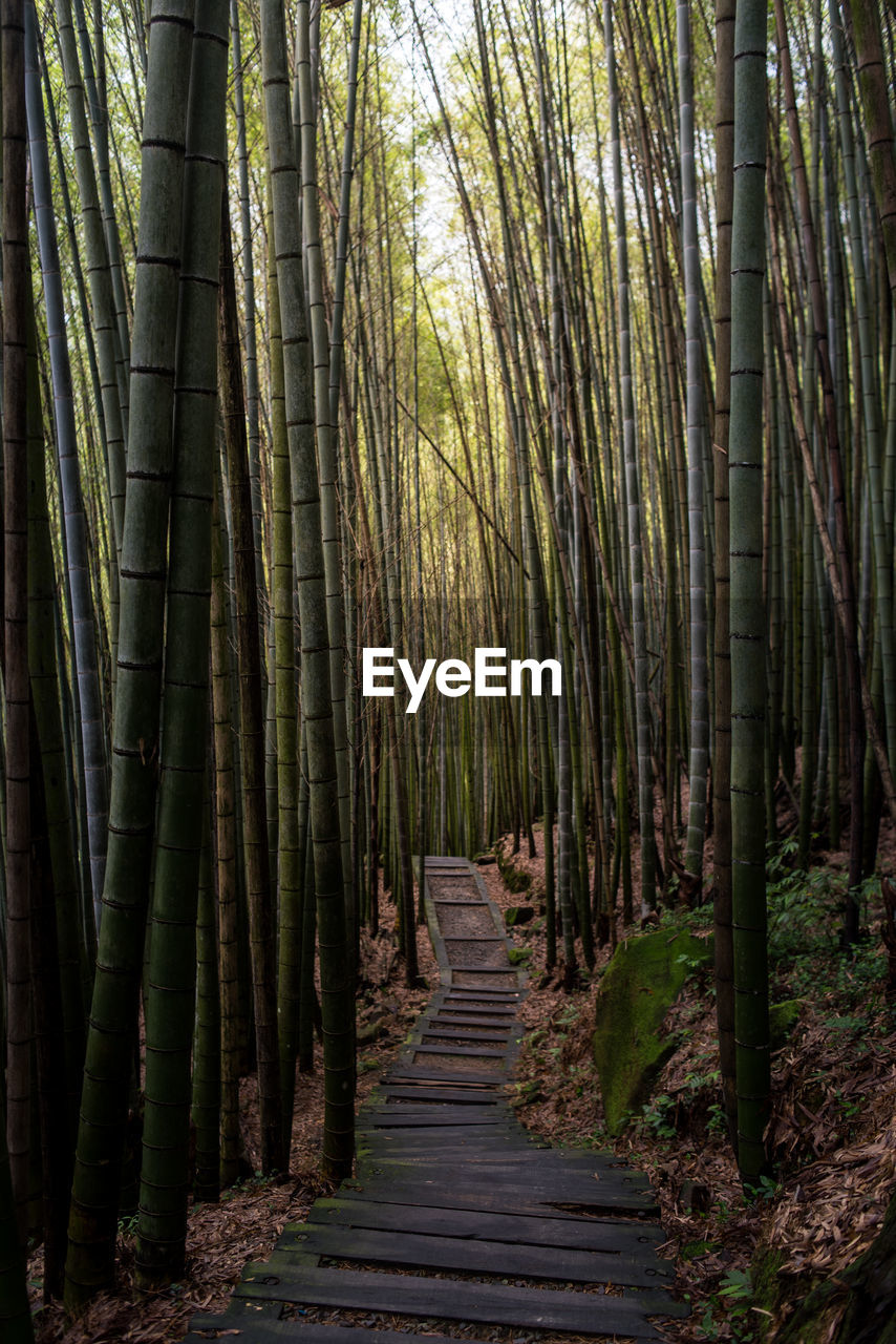 Footpath amidst bamboos