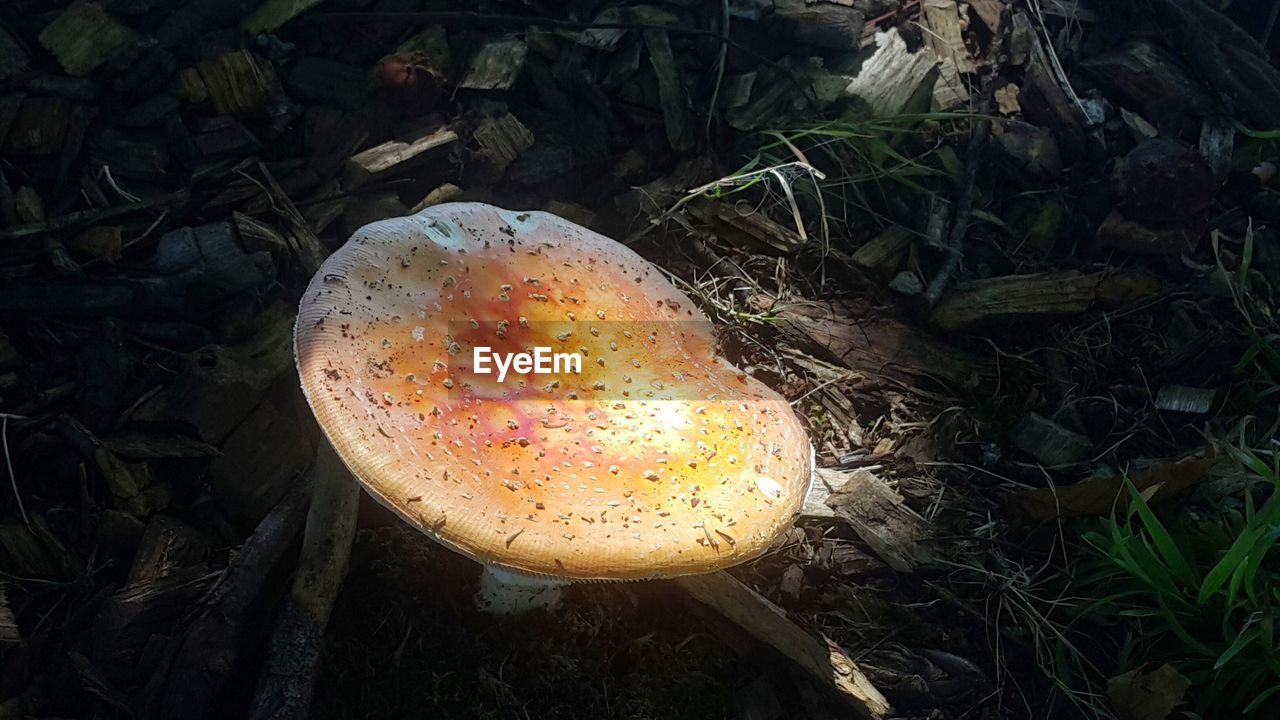 Close-up of mushroom on ground
