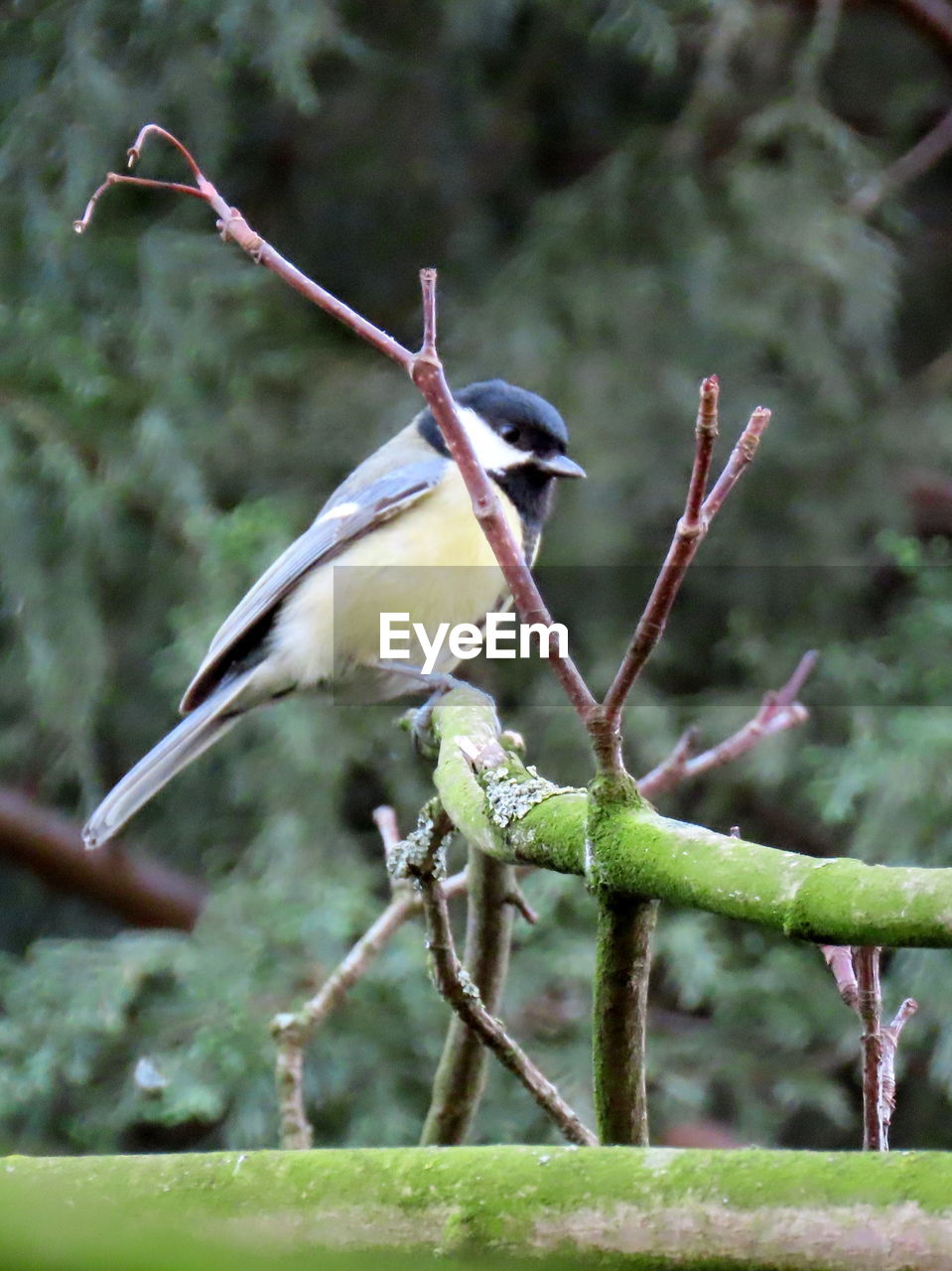 CLOSE-UP OF BIRD PERCHING ON TREE