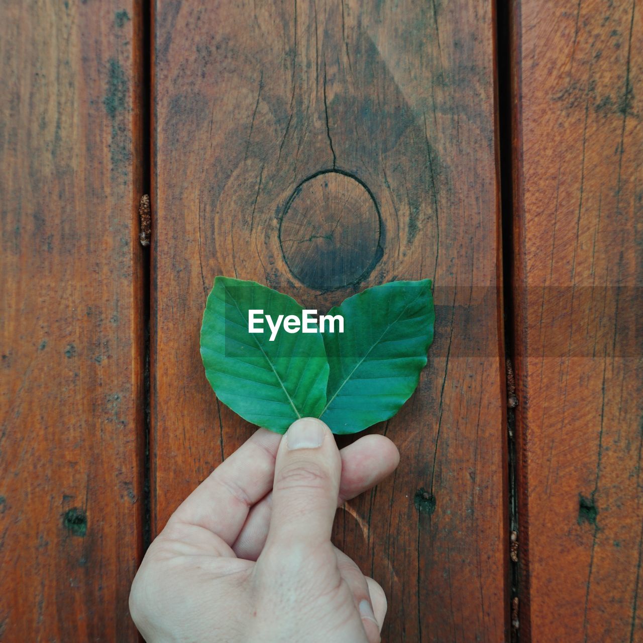 Close-up of hand holding leaves on wooden table