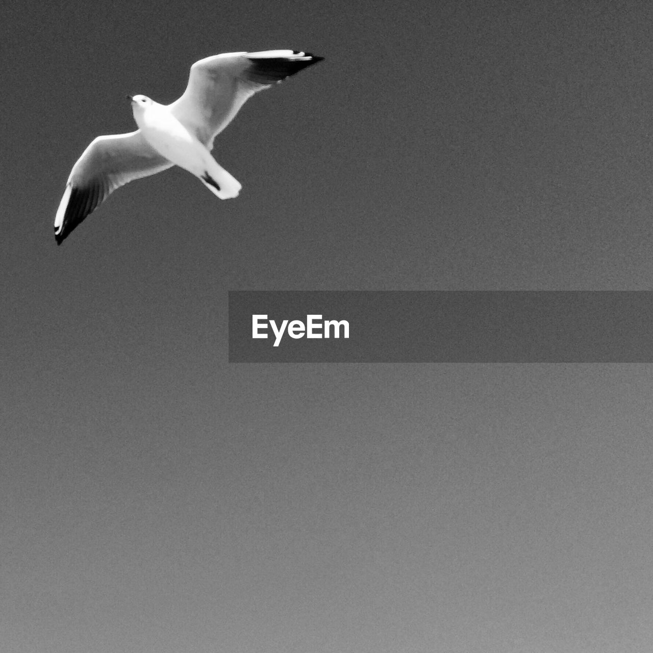 Low angle view of seagull flying in clear sky
