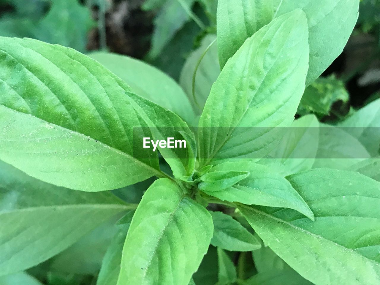 CLOSE-UP OF GREEN LEAVES