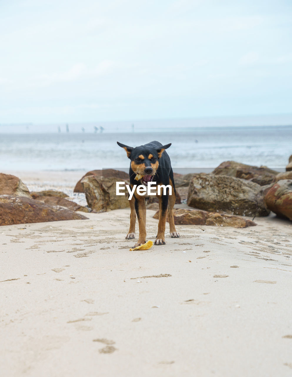 Miniature pinscher eating food by rocks at beach