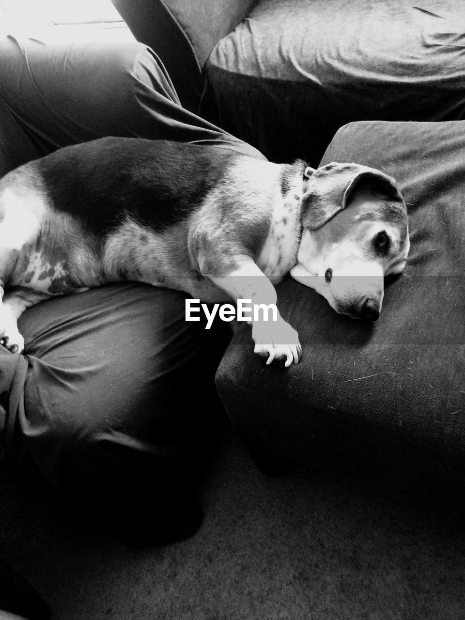 PORTRAIT OF DOG SLEEPING