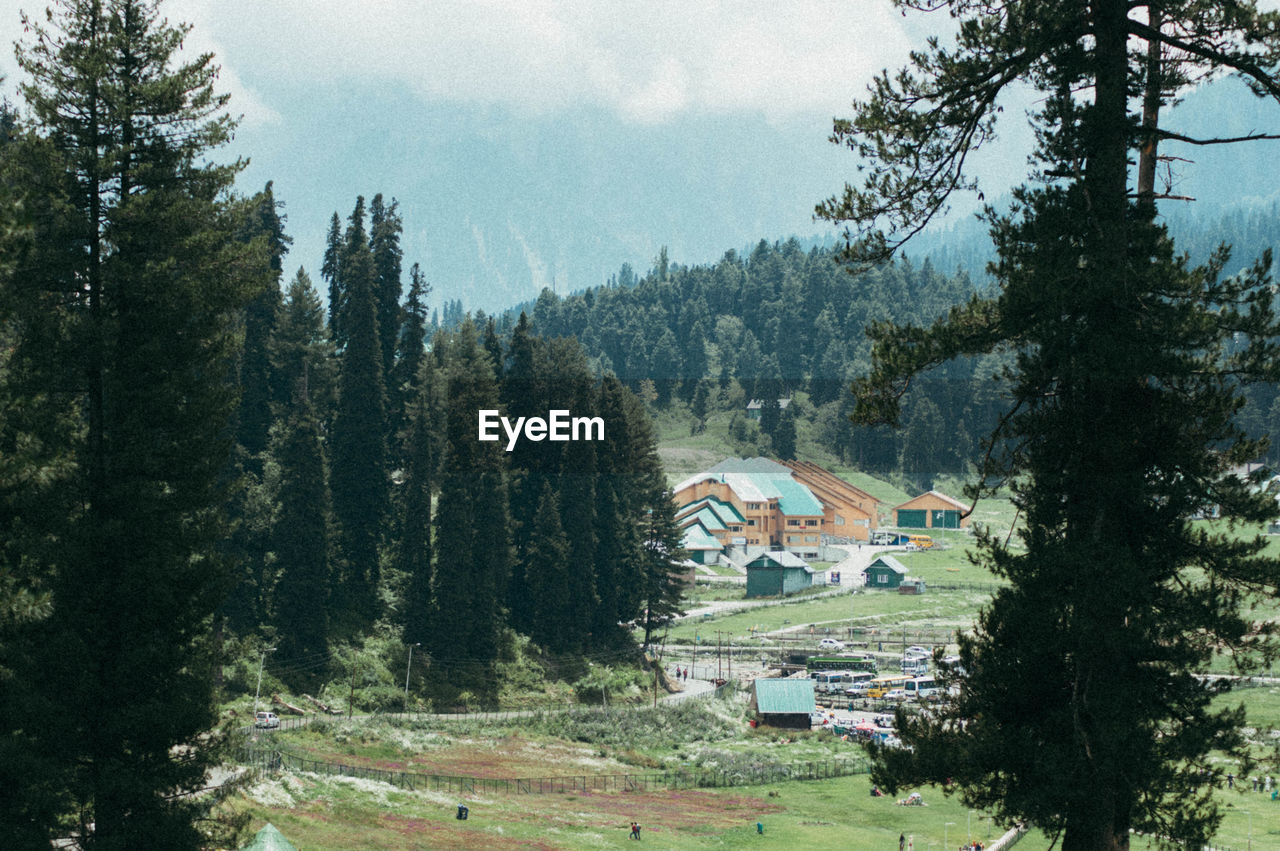 HIGH ANGLE VIEW OF TREES AND PLANTS GROWING IN FOREST