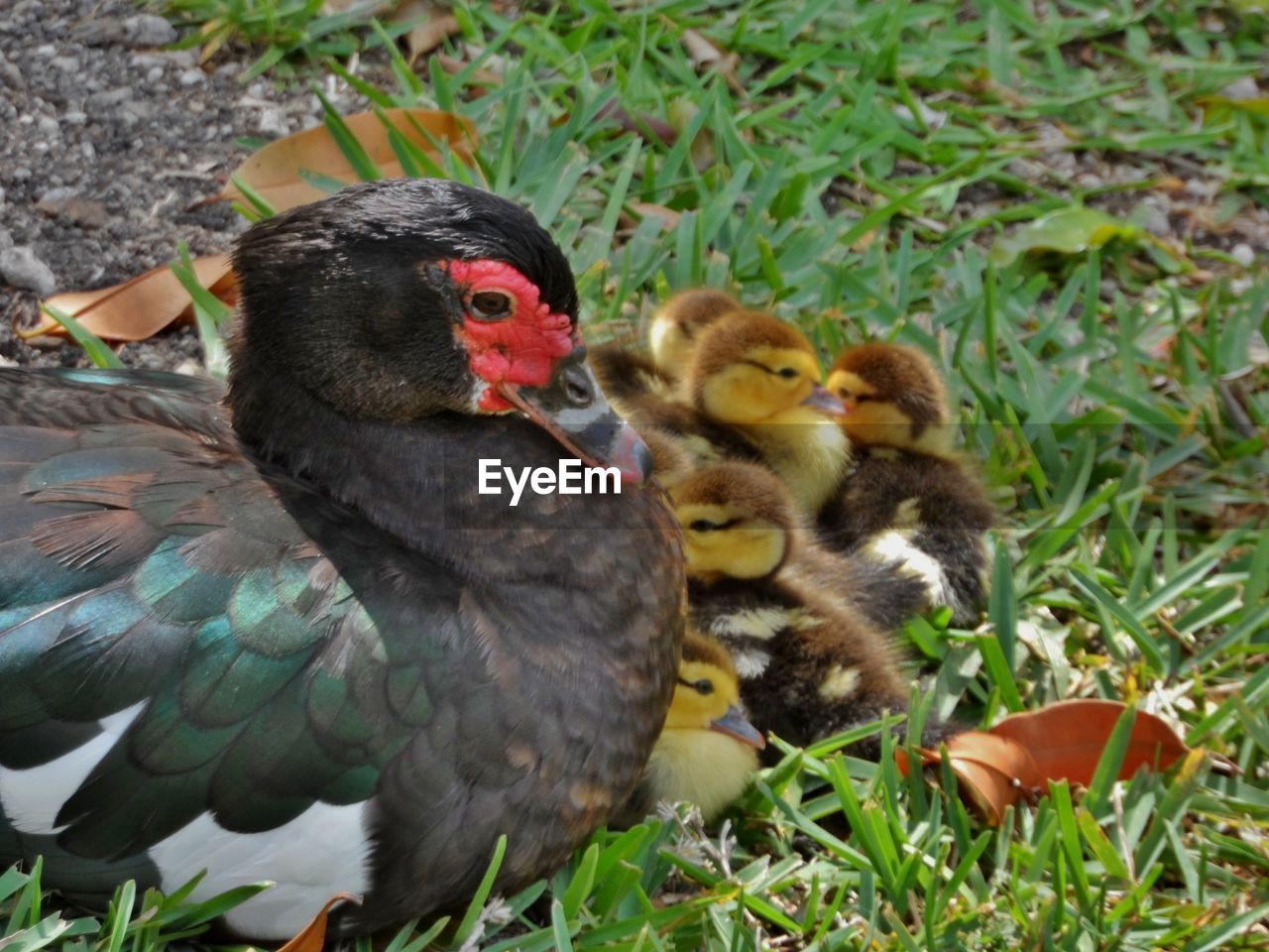 CLOSE-UP OF MALLARD DUCK