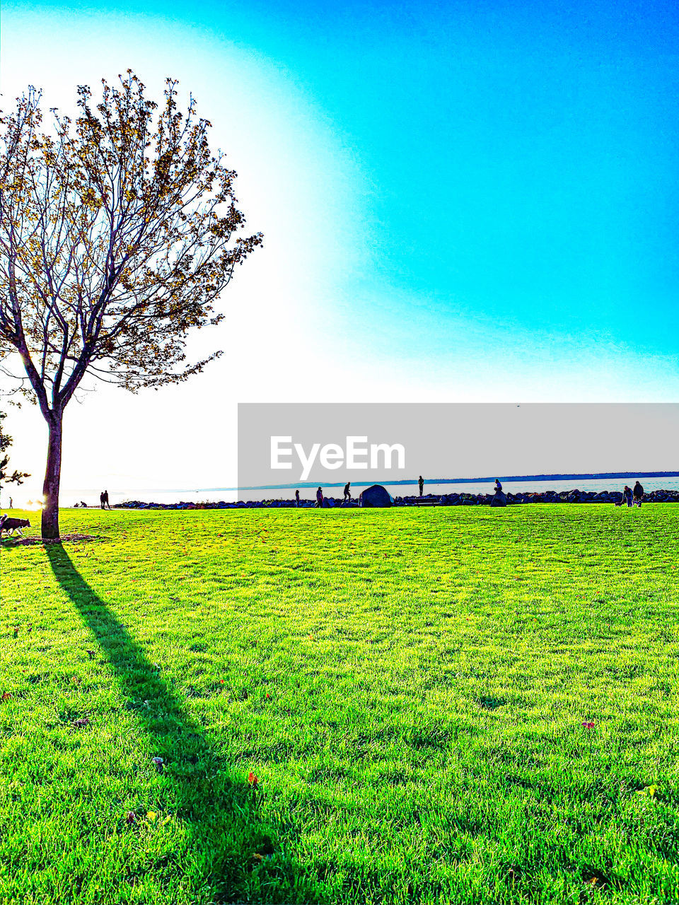 VIEW OF FIELD AGAINST CLEAR SKY