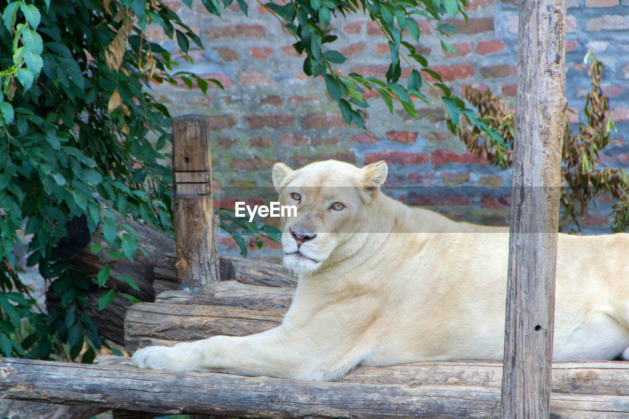 PORTRAIT OF LION RELAXING BY PLANTS AGAINST WALL