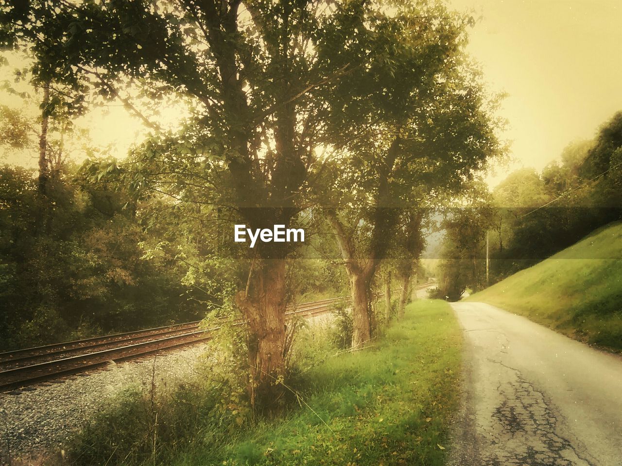 EMPTY ROAD WITH TREES IN FOREGROUND