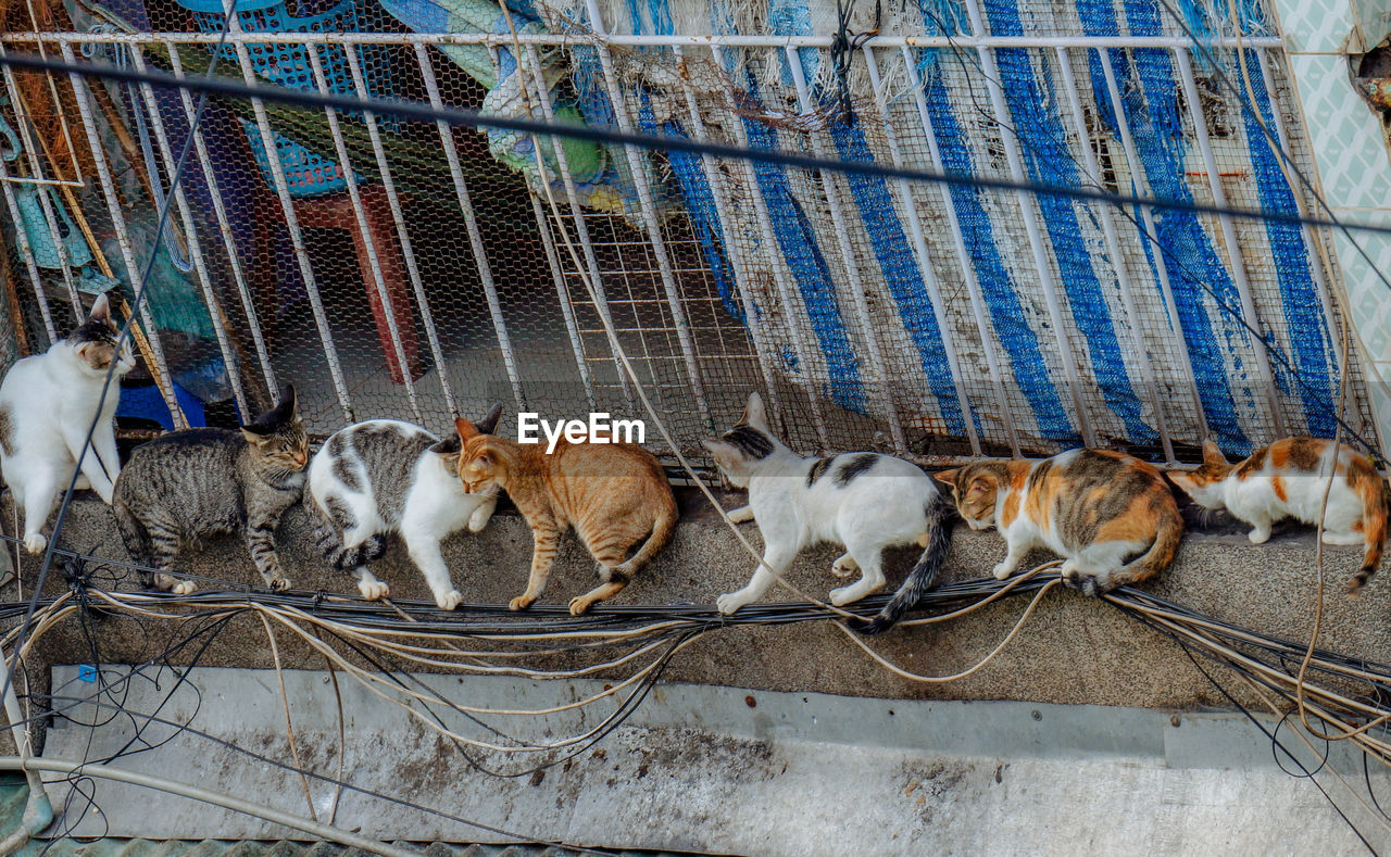 View of cat in cage