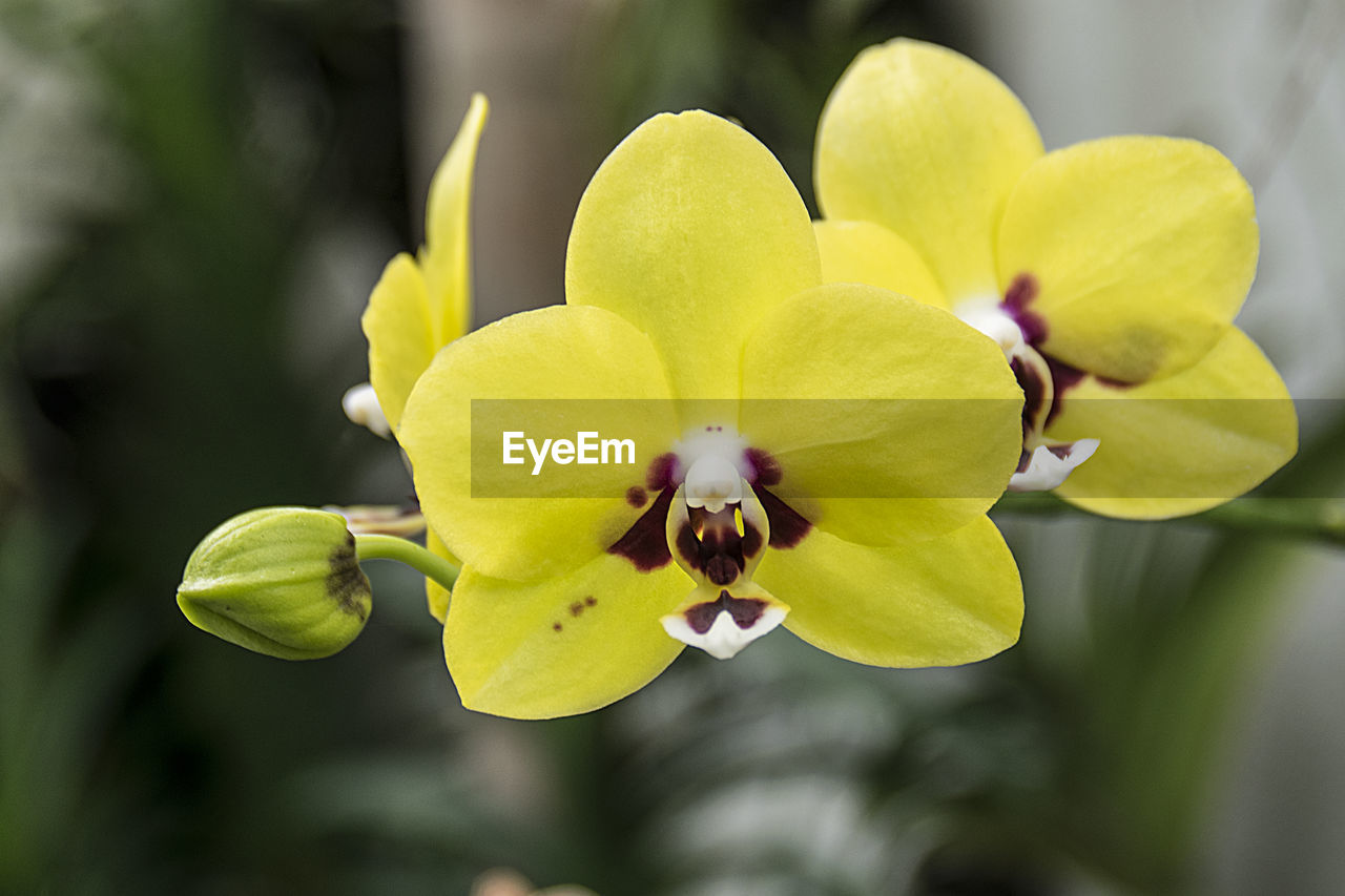 Close-up of yellow orchid flower