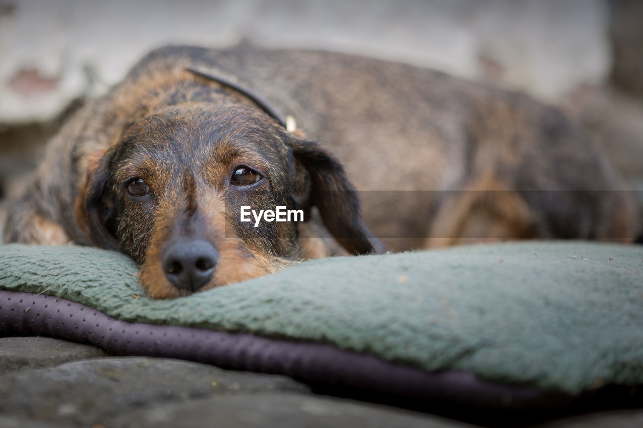 CLOSE-UP PORTRAIT OF DOG IN MOUTH