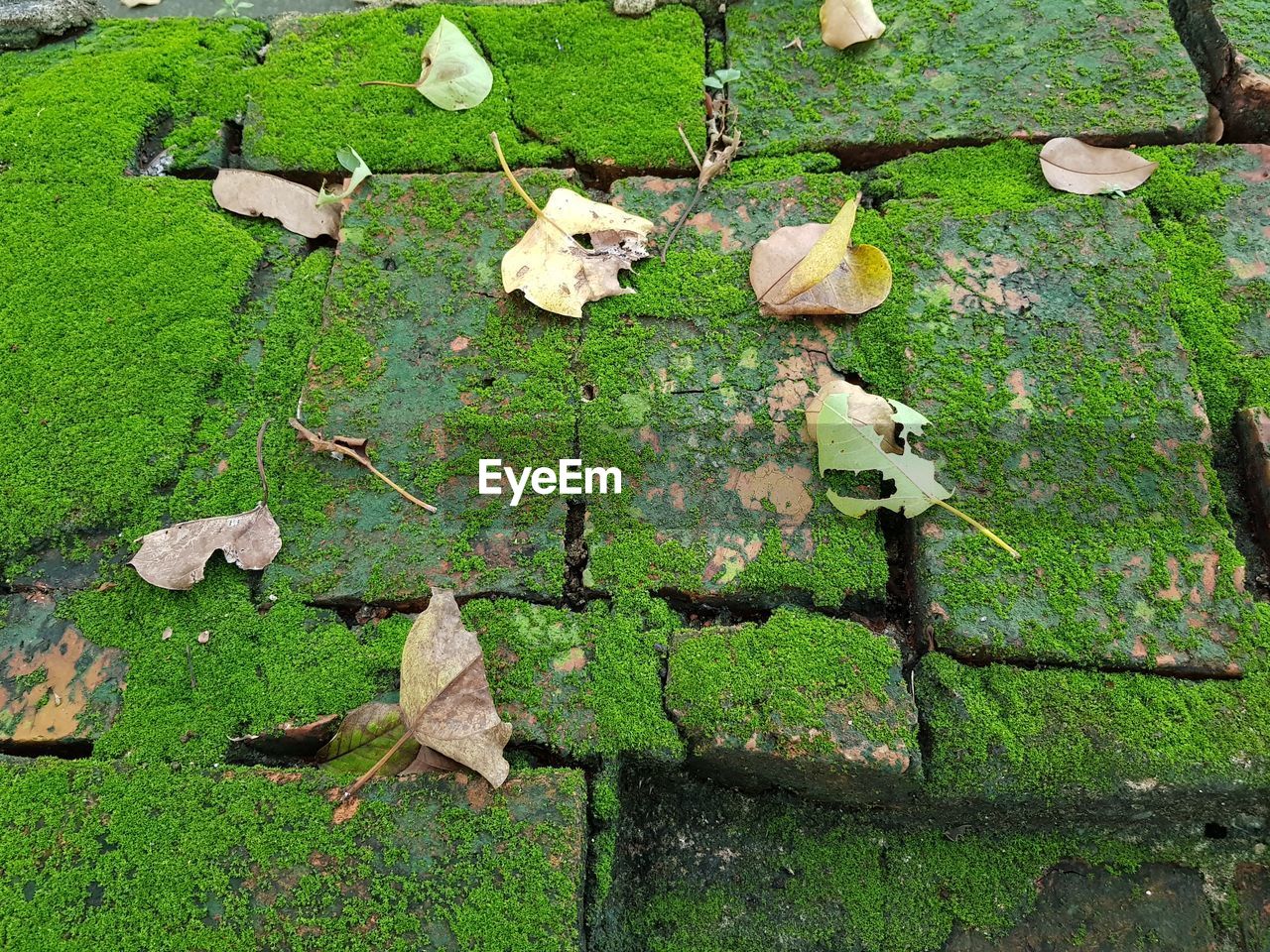 HIGH ANGLE VIEW OF LEAVES ON GROUND