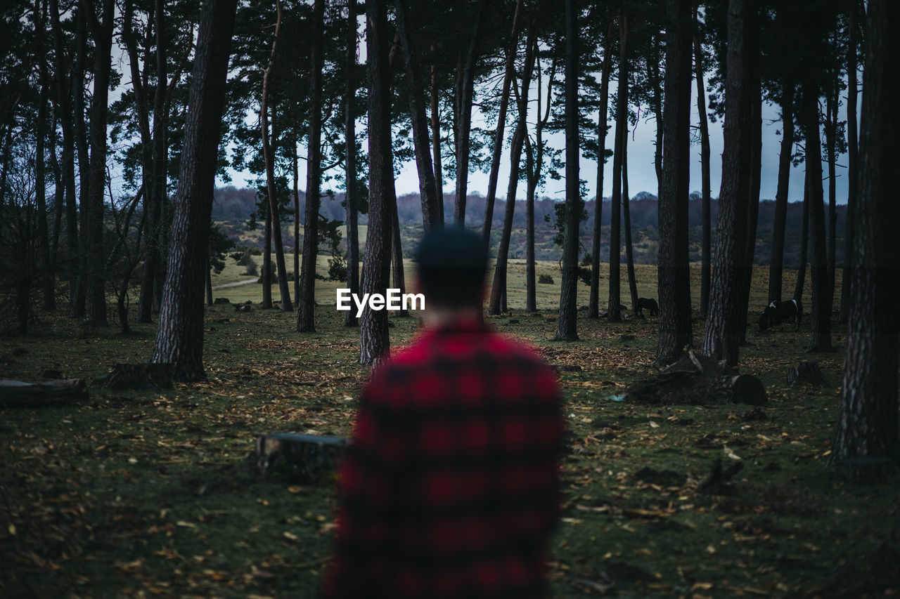 Back view of unrecognizable blurred man in casual wear standing among evergreen coniferous trees in autumn countryside