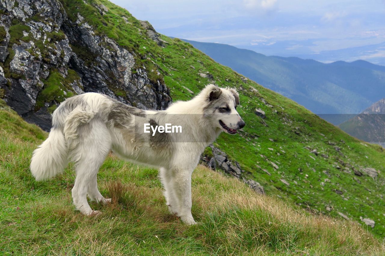 VIEW OF DOG ON FIELD