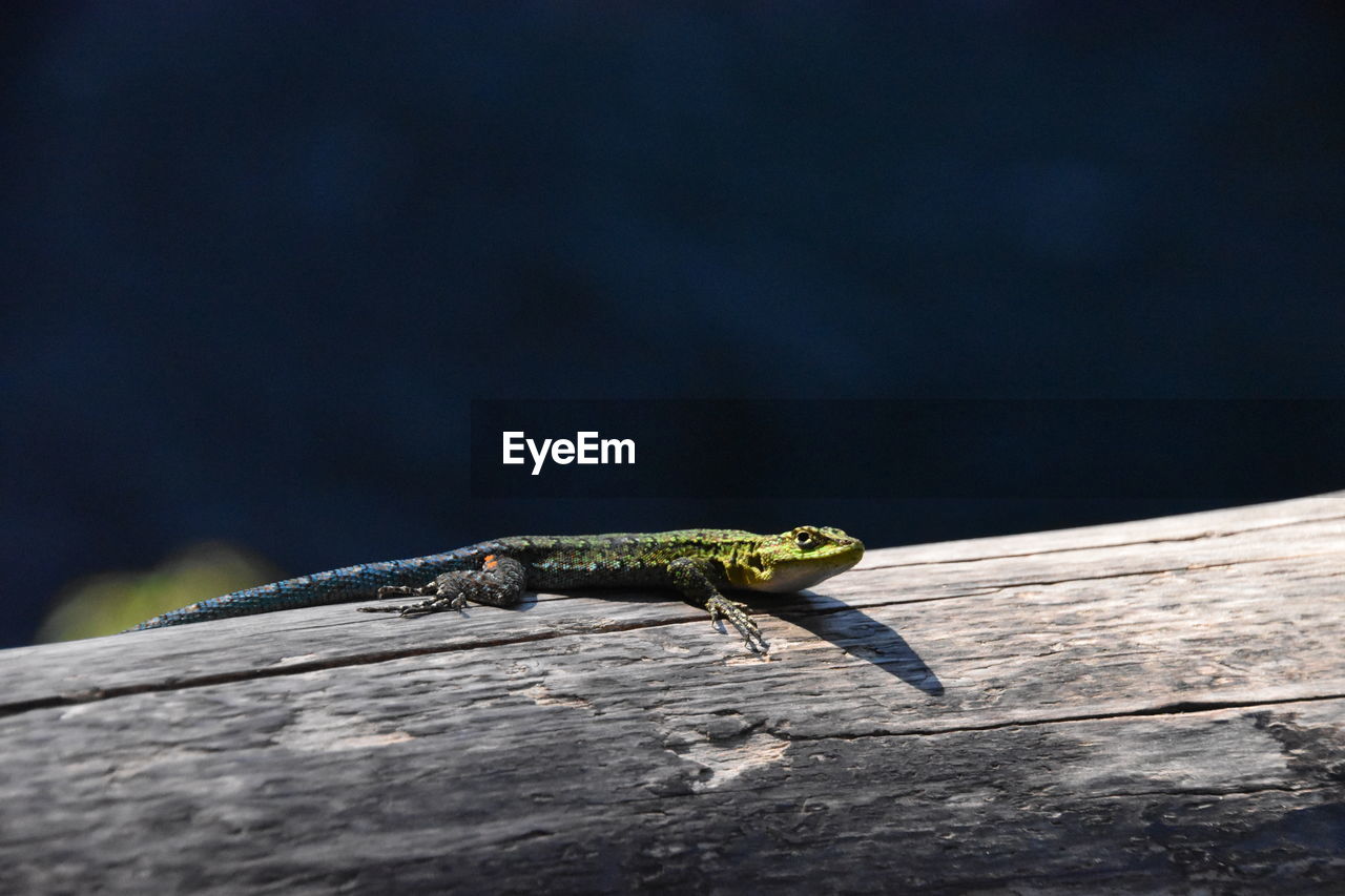 CLOSE-UP OF LIZARD ON STEM