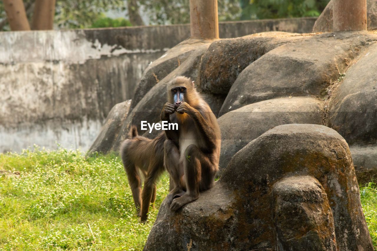 Close-up of monkey on rock