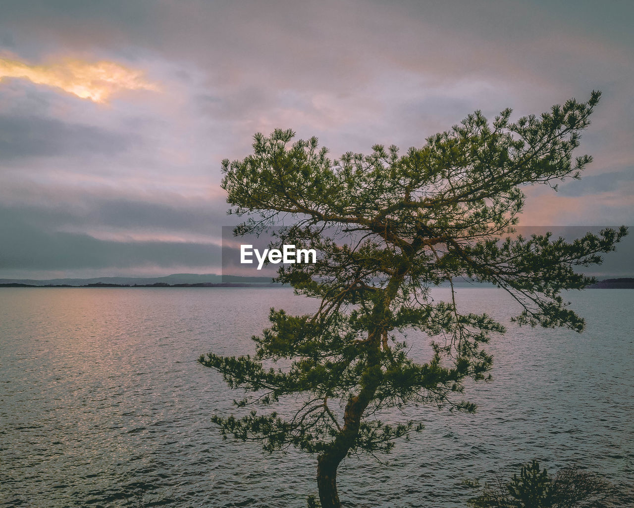 TREE AGAINST SEA DURING SUNSET