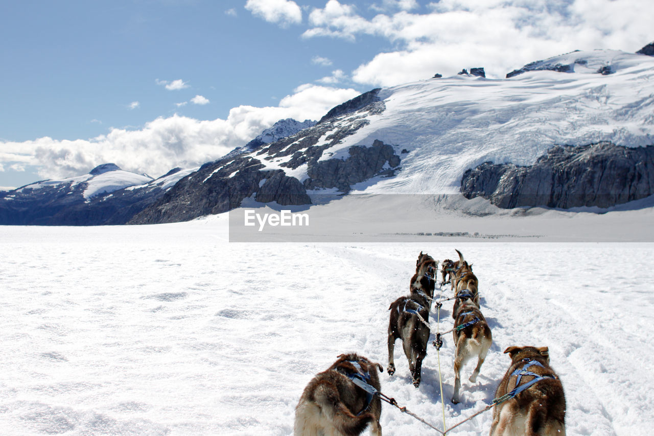 Dogsledding on snowy field against sky at glacier bay national park