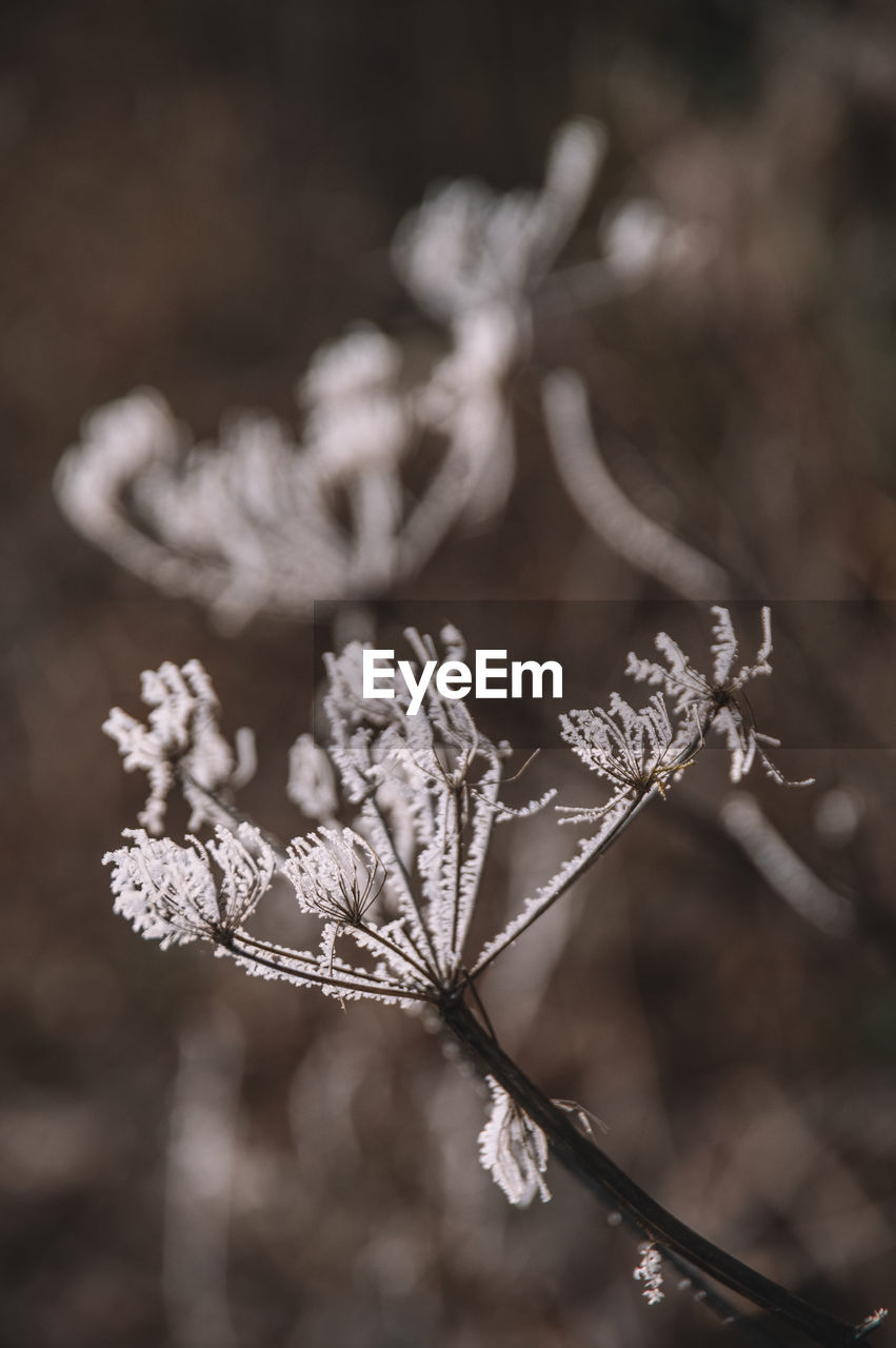 branch, plant, nature, close-up, twig, flower, macro photography, leaf, black and white, spring, beauty in nature, frost, flowering plant, focus on foreground, monochrome, tree, no people, monochrome photography, blossom, winter, white, outdoors, fragility, selective focus, freshness, cold temperature, environment, plant stem, growth, tranquility, snow, day, springtime