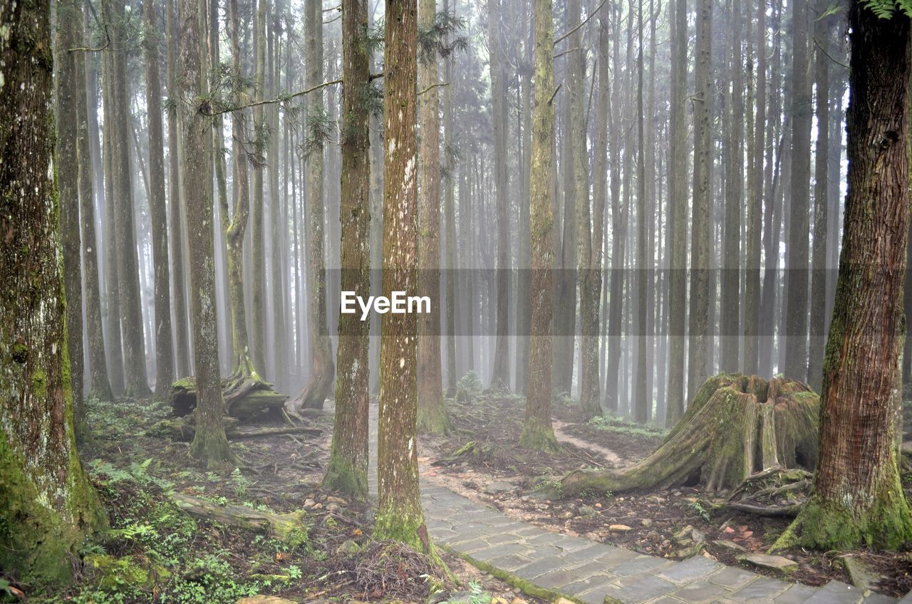 View of trees in forest