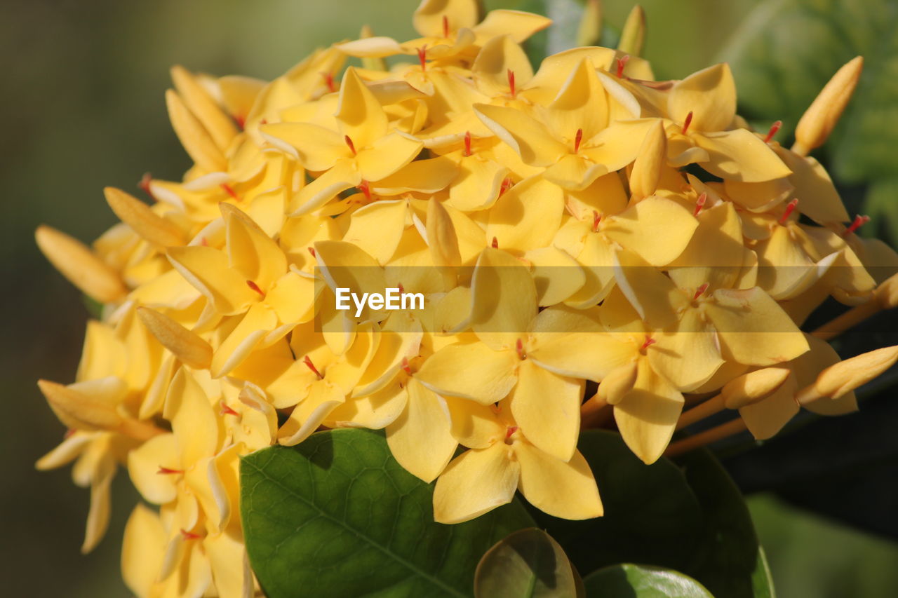 CLOSE-UP OF YELLOW ROSE FLOWERS