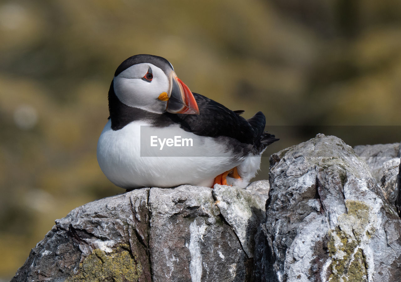 Close-up of puffin perching on rock