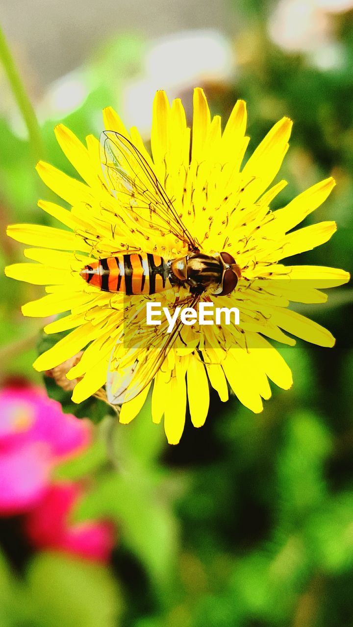 CLOSE-UP OF YELLOW FLOWER