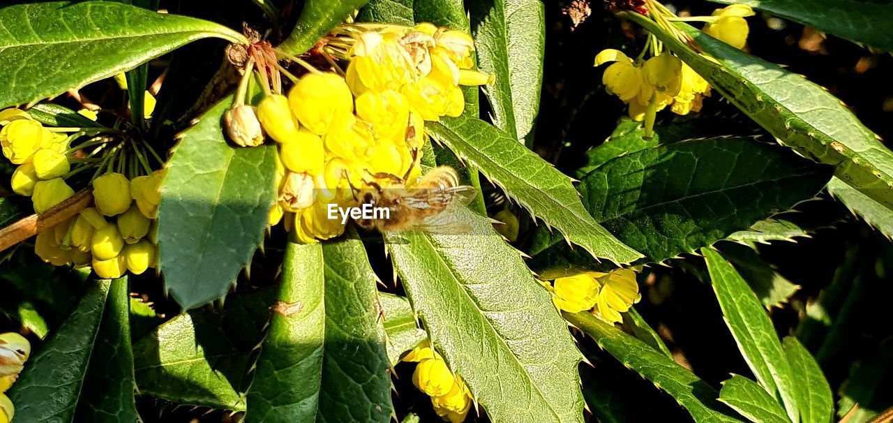 CLOSE-UP OF YELLOW INSECT ON PLANT