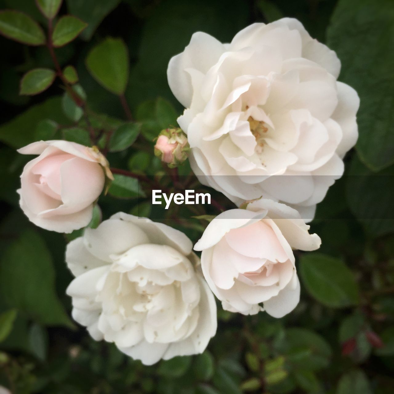 Close-up of white rose flowering plant growing in yard