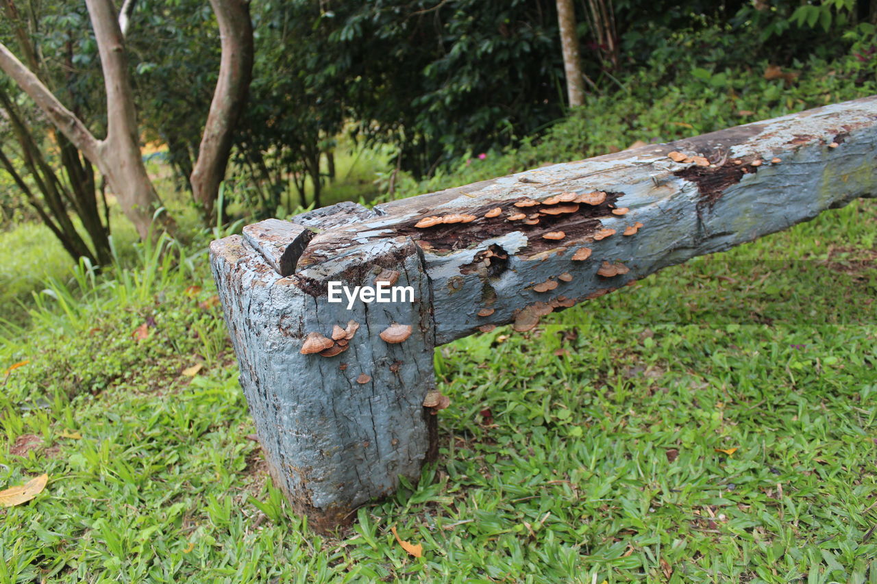 TREE TRUNK ON FIELD