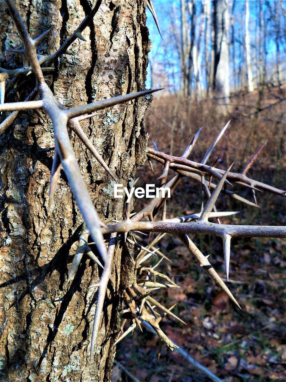 CLOSE-UP OF BARE TREE IN FIELD