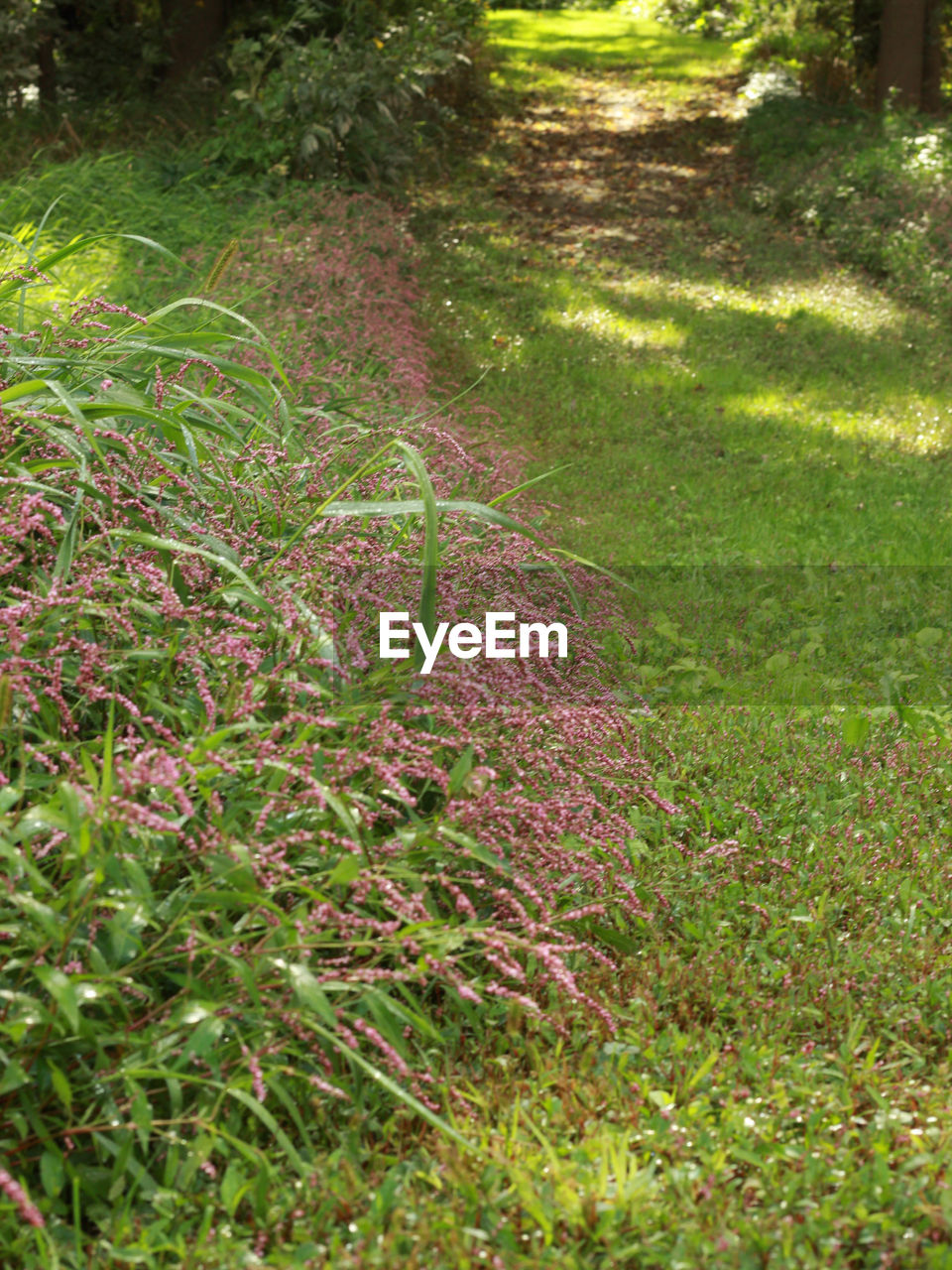 SCENIC VIEW OF GRASSY FIELD