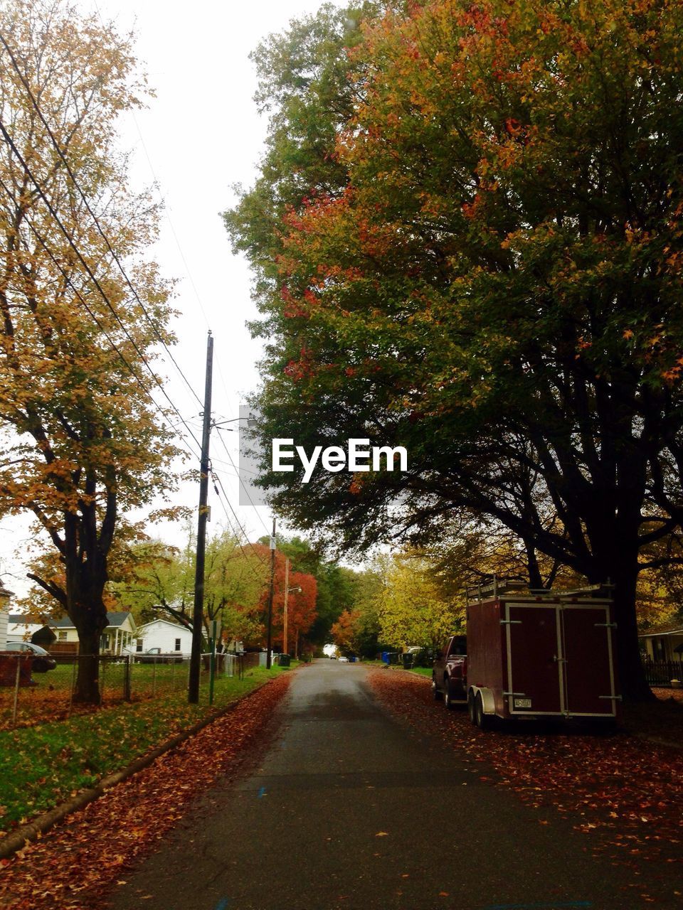 ROAD ALONG TREES