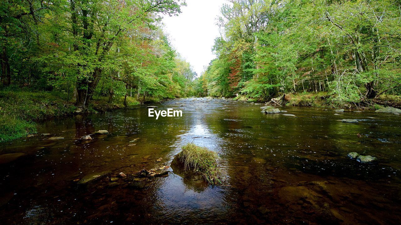 SCENIC VIEW OF RIVER PASSING THROUGH FOREST