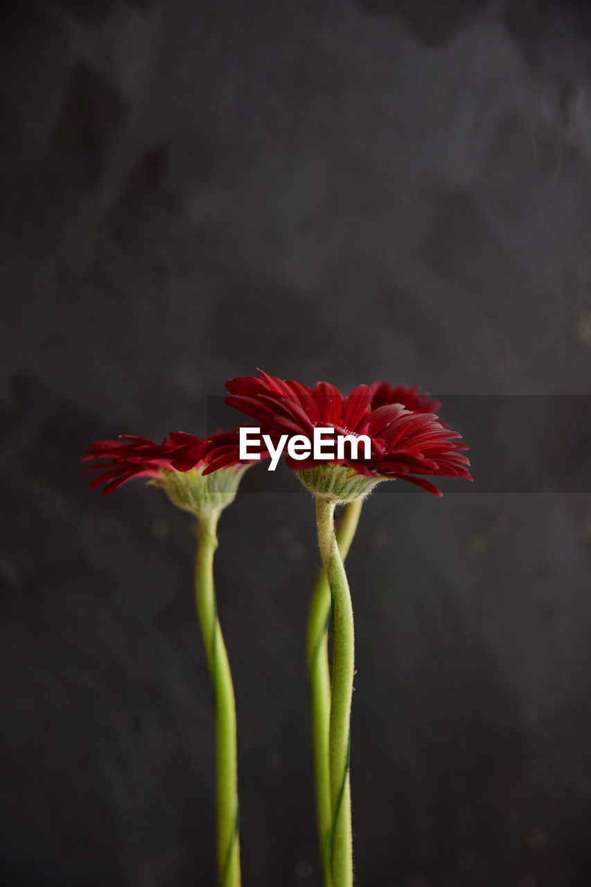 Close-up of red flower.